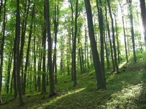 Göttinger Wald (Westerberg) bei Klein Lengden